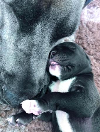 Great Dane for sale by WAGATUDE