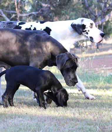 Great Dane for sale by WAGATUDE