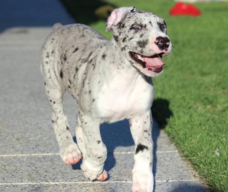 Great Dane for sale by WAGATUDE