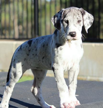 Great Dane for sale by WAGATUDE