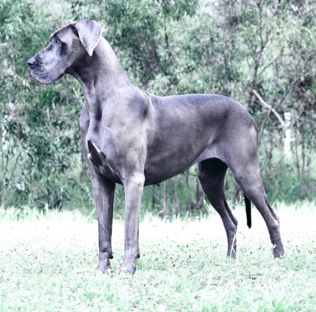 Great Dane for sale by WAGATUDE