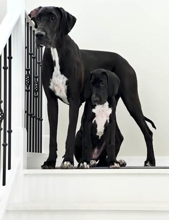 Great Dane for sale by WAGATUDE
