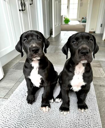 Great Dane for sale by WAGATUDE