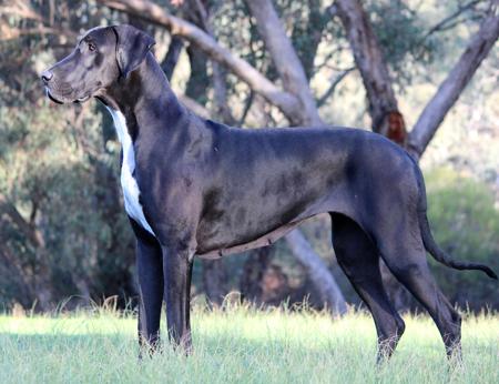 Great Dane for sale by WAGATUDE