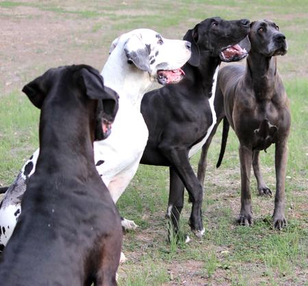 Great Dane for sale by WAGATUDE