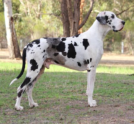 Great Dane for sale by WAGATUDE