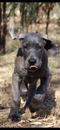 Great Dane for sale by WAGATUDE