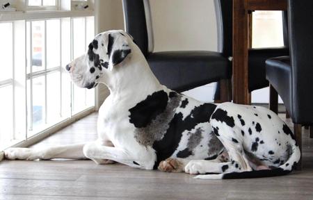 Great Dane for sale by WAGATUDE