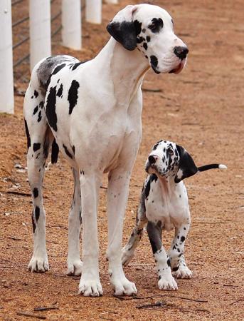 Great Dane for sale by WAGATUDE