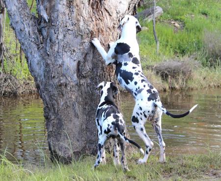 Great Dane for sale by WAGATUDE