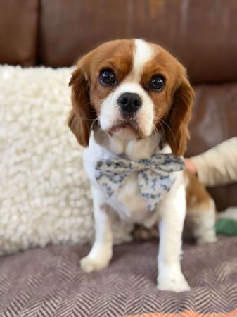 Cavalier King Charles Spaniel dog for sale by CHAVELLAH