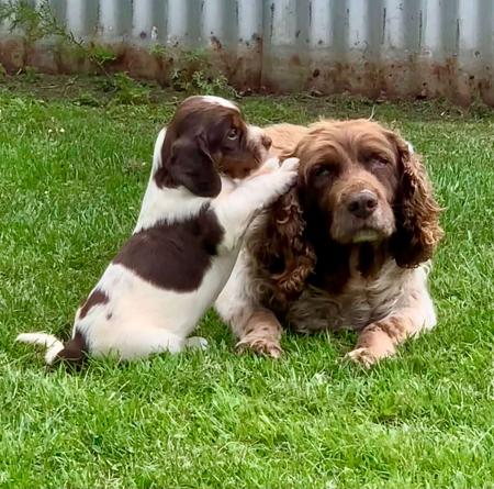 English Springer Spaniel for sale by STRAITSWILL