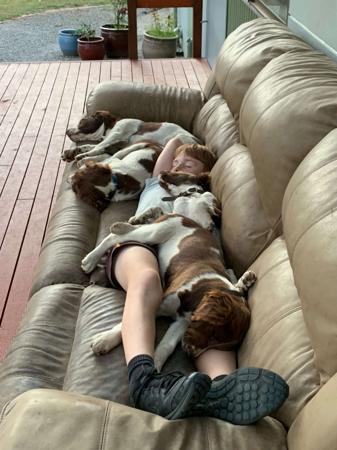 English Springer Spaniel for sale by STRAITSWILL