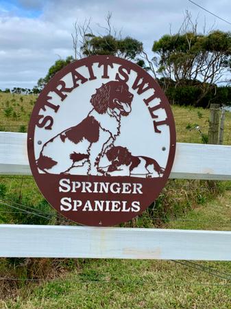 English Springer Spaniel for sale by STRAITSWILL