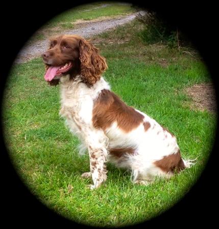 English Springer Spaniel for sale by STRAITSWILL