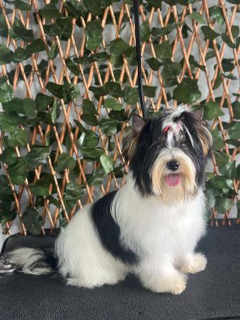 Biewer Terrier puppy for sale by ILLECEBROUS