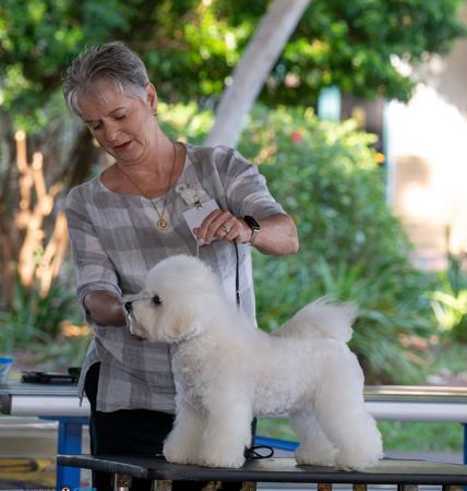 Bellrize Regal Elegance Bichon Frise