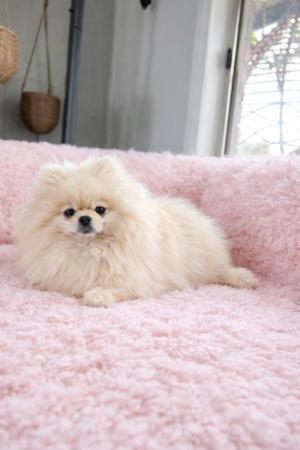 Pomeranian for sale by LILGREMLINS