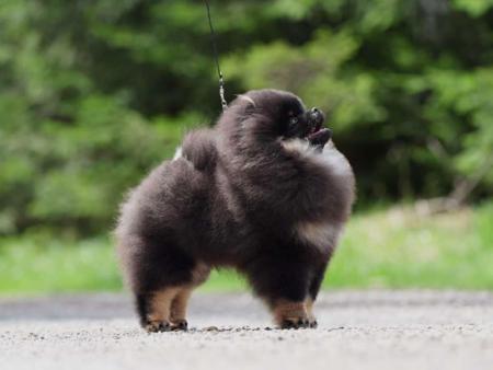 Pomeranian for sale by LILGREMLINS