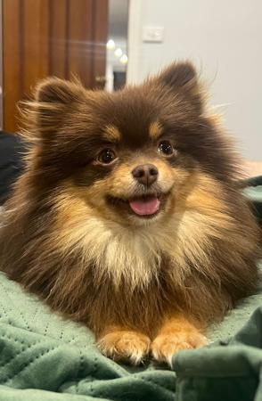 Pomeranian for sale by LILGREMLINS