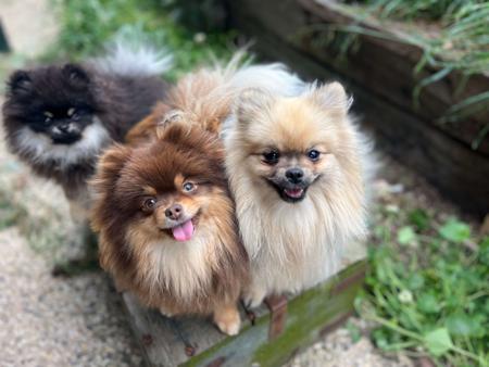 Pomeranian for sale by LILGREMLINS