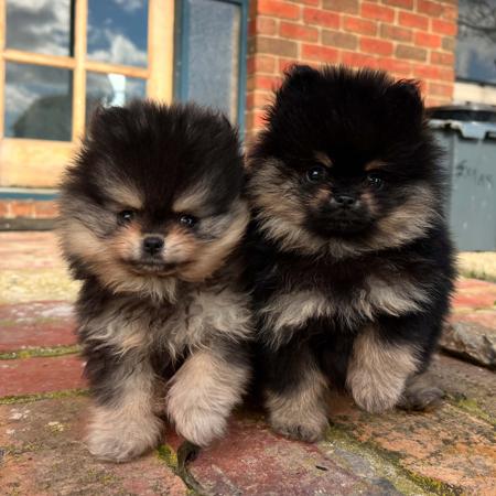 Pomeranian for sale by LILGREMLINS