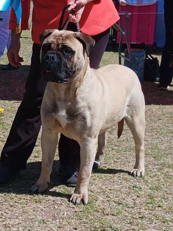 Bullmastiff for sale by SWEETFLEET
