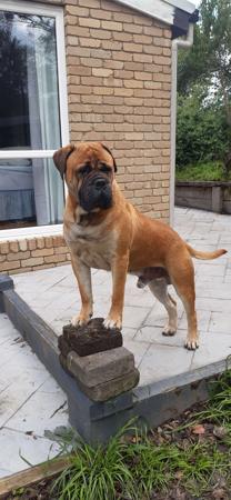 Bullmastiff for sale by SWEETFLEET