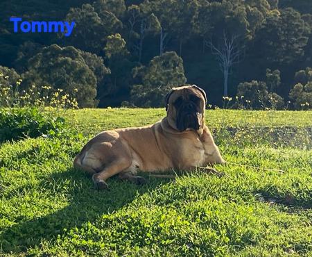 Bullmastiff for sale by SWEETFLEET