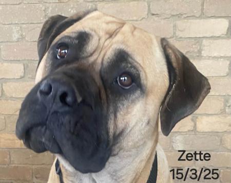 Bullmastiff for sale by SWEETFLEET