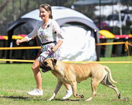 Bullmastiff for sale by SWEETFLEET