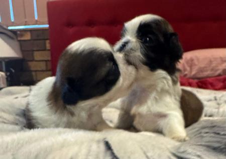 Shih Tzu puppy for sale by PLACKY