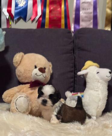 Shih Tzu puppy for sale by PLACKY