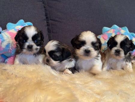 Shih Tzu puppy for sale by PLACKY