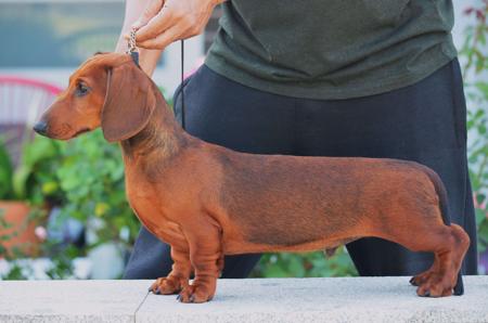 Dachshund (Smooth Haired) for sale by VONPADICKAL