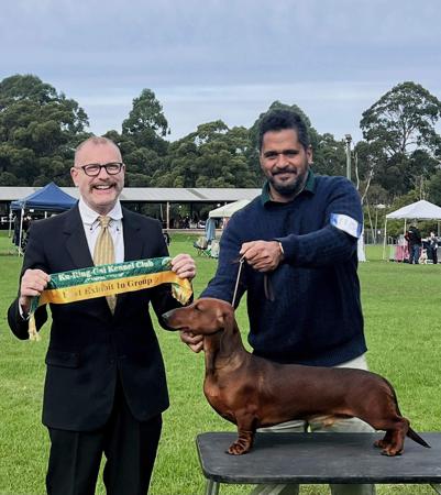 Dachshund (Smooth Haired) for sale by VONPADICKAL