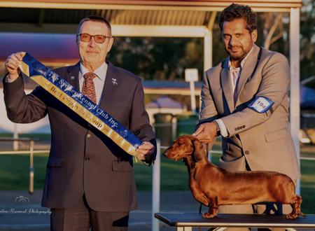 Dachshund (Smooth Haired) for sale by VONPADICKAL