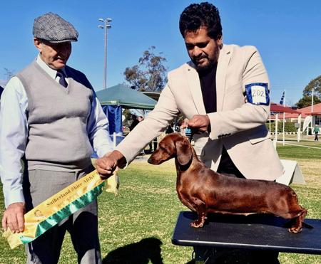 Dachshund (Smooth Haired) for sale by VONPADICKAL