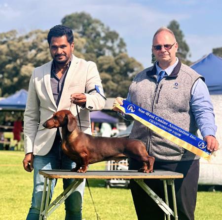 Dachshund (Smooth Haired) for sale by VONPADICKAL