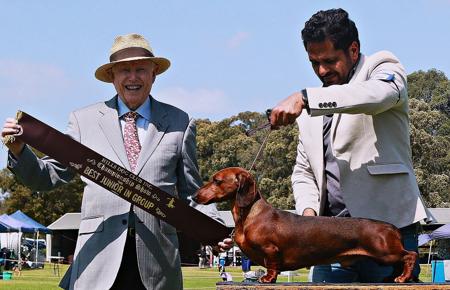 Dachshund (Smooth Haired) for sale by VONPADICKAL