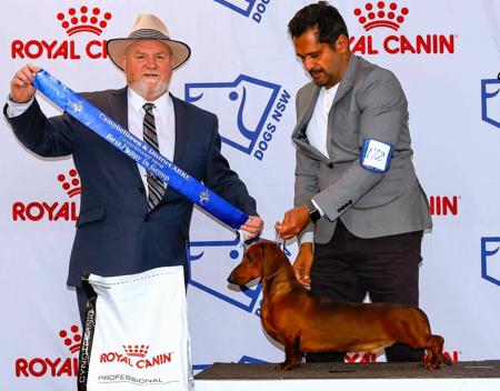 Dachshund (Smooth Haired) for sale by VONPADICKAL