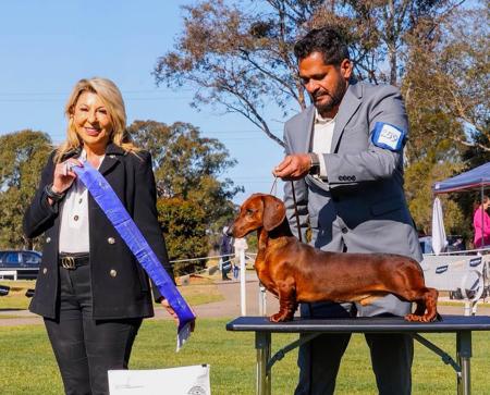 Dachshund (Smooth Haired) for sale by VONPADICKAL