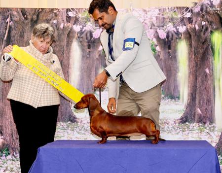 Dachshund (Smooth Haired) for sale by VONPADICKAL