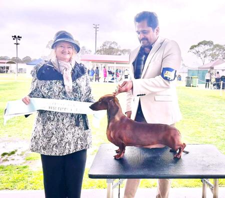 Dachshund (Smooth Haired) for sale by VONPADICKAL