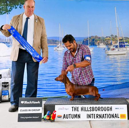 Dachshund (Smooth Haired) for sale by VONPADICKAL