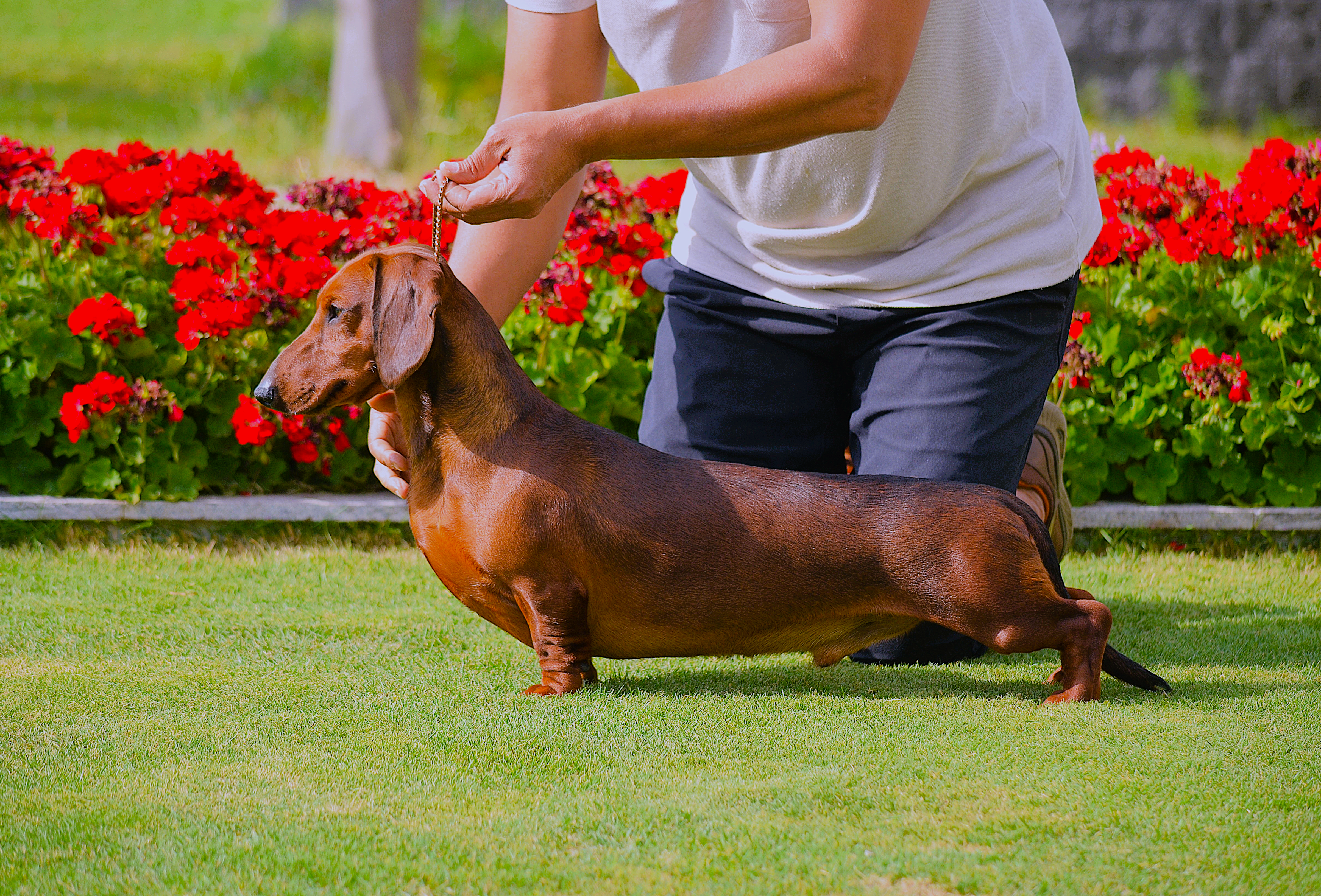 Dachshund (Smooth Haired) for sale by VONPADICKAL