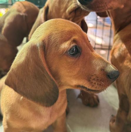 Dachshund (Miniature Smooth Haired) puppy for sale by LOUJEN