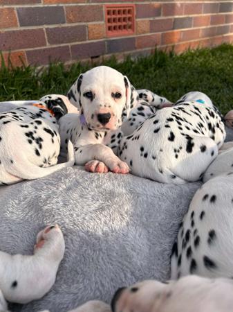 Dalmatian puppy for sale by KAMEA