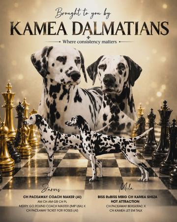 Dalmatian puppy for sale by SLOVETTL