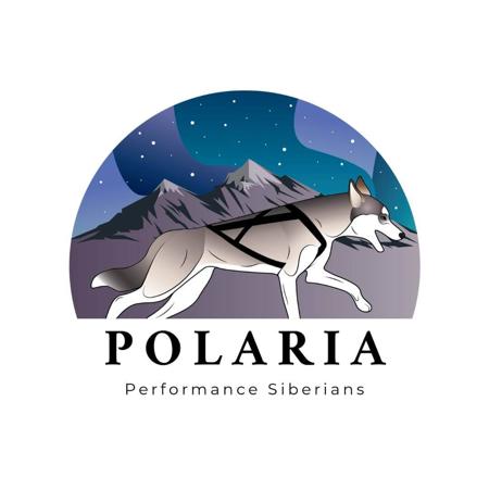 Siberian Husky for sale by POLARIA